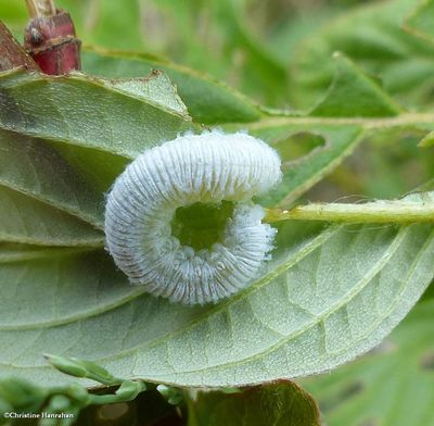 Sawfly larva (Subfamily Allantinae)