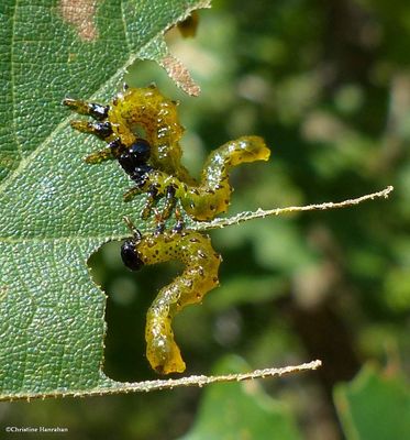 Sawfly larvae (Argidae)