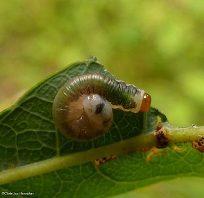 Sawfly larva (SubfamilyNematinae)