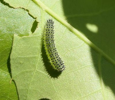 Sawfly larvae (<em>Periclista</em>)