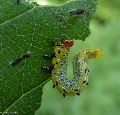 Sawfly larva (Argidae)