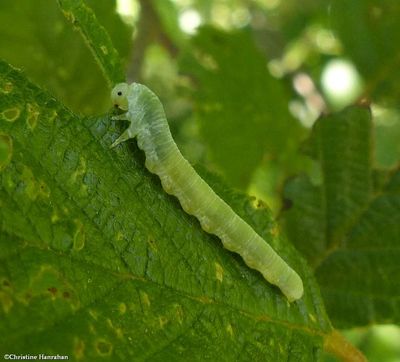 Sawfly larva (<em>Monsoma</em>)