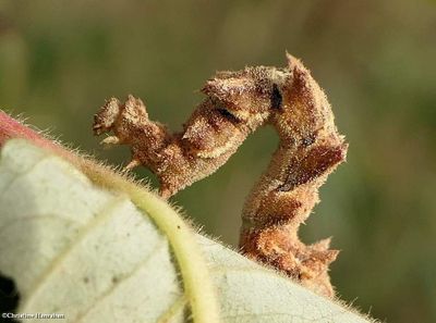 Geometrid caterpillars (Family:  Geometridae) 6278- 7605