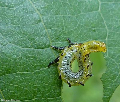 Sawfly larvae (Argidae)