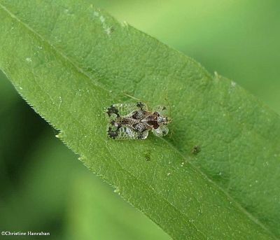 Lacebug (<em>Corythucha heidemanni</em>)