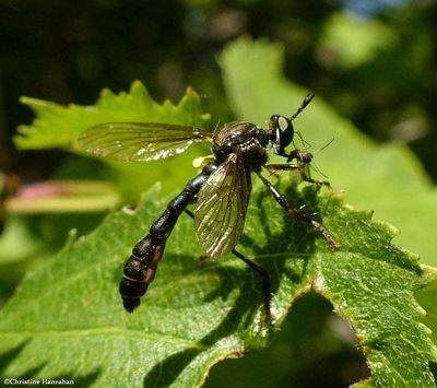 Stripe-legged Robber fly (<em>Dioctria hyalipennis</em>)