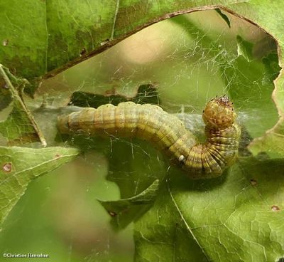 Pyralid and Crambid Snout Moth Caterpillars  (Super Family: Pyraloidea) 4986.1 - 5767