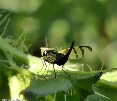 Knapweed gall fly  (<em>Urophora affinis</em>), female
