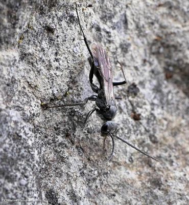 Spider wasp (<em>Priocnemis minorata</em>)