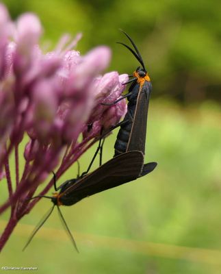 Yellow-collared scape moths (<em>Cisseps fulvicollis</em>)