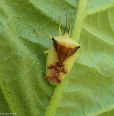 Shield bugs (Family:  Acanthosomatidae)