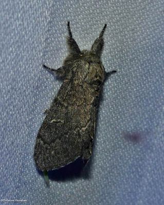 Northern willow prominent moth (<em>Notodonta torva</em>), #7928