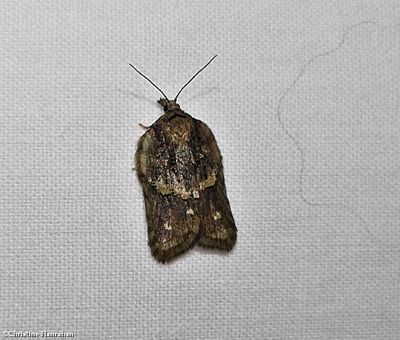g13/50/883250/3/173417678.5a9250cf.JPEG