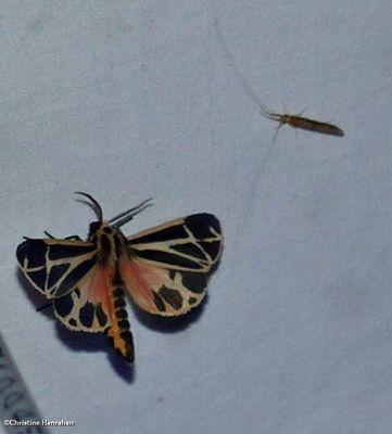 Harnessed tiger moth (<em>Apantesis phalerata</em>), #8169