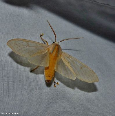 Banded tussock moth (<em>Halysidota tessellaris</em>), #8203