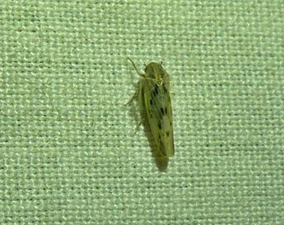 Leafhopper (Balclutha sp.)