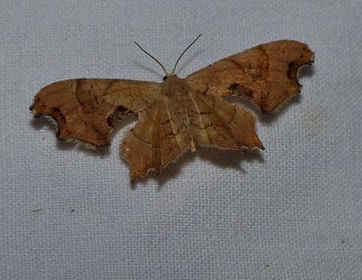 Brown scoopwing moth (Calledapteryx dryopterata) #7653