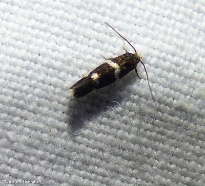 Grass miner moth (<em>Elachista</em>)