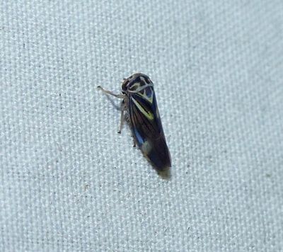 Leafhopper (Balcanocerus fitchi)