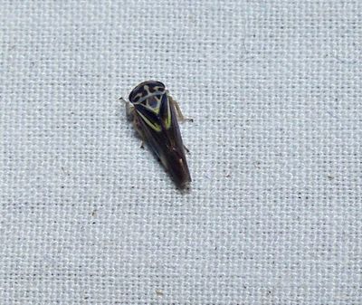 Leafhopper (Balcancerus fitchi)