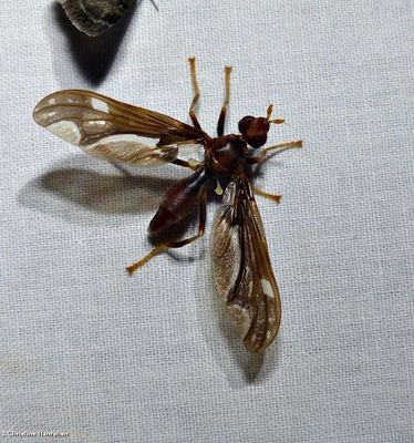 Pyrgotid fly (<em>Pyrgota undata</em>)