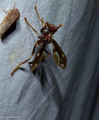 Pyrgotid fly (<em>Pyrgota undata</em>)