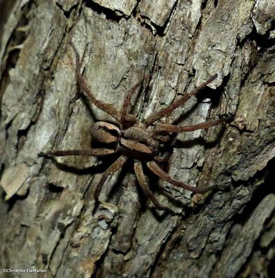 Wolf Spiders (Family: Lycosidae)