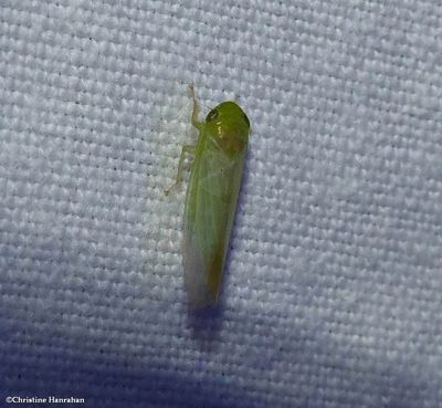 Leafhopper (Chlorotettix)