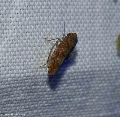 Leafhopper (Paraphlepsius)