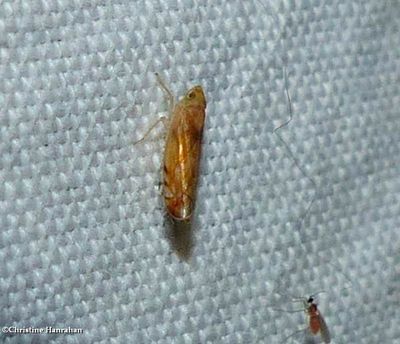 Leafhopper (Scaphoideus)