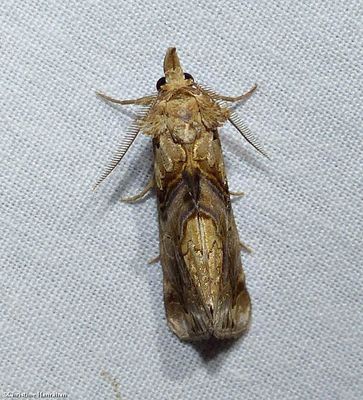 Moonseed moth  (<em>Plusiodonta compressipalpis</em>), #8534