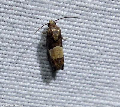 Glenns epiblema moth (<em>Epiblema glenni</em>), #3184.1
