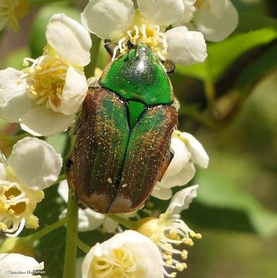 Flower chafer beetle (<em>Euphoria fulgida</em>)
