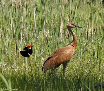 Cranes