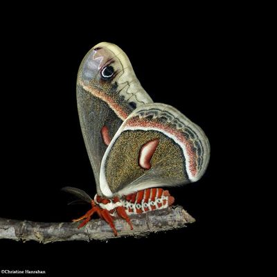 Moths (Order: Lepidoptera) of the Reveler Conservation Area