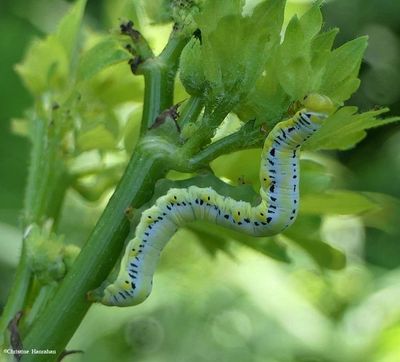 Canadian owlet moth caterpillar (<em>Calyptra canadensis</em>), #8536 