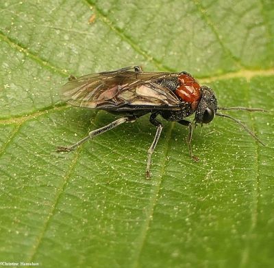 Woolly Alder Sawfly (<em>Eriocampa ovata</em>)