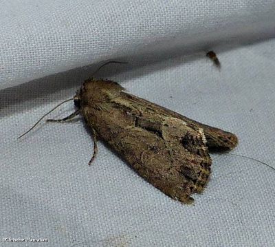 Reed canary grass borer moth (<em>Xylomoia chagnoni</em>), #9433