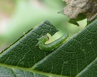 Elm zigzag sawfly  (<em>Aproceros leucopoda</em>)