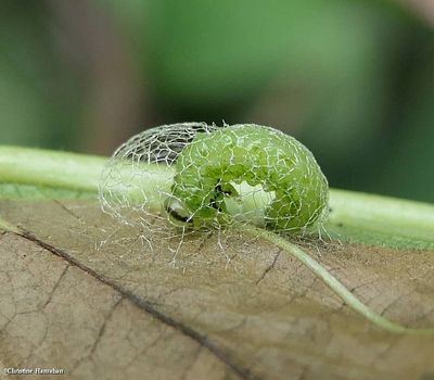 Elm zigzag sawfly  (<em>Aproceros leucopoda</em>)