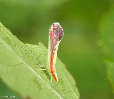 True bugs of Larose Forest (Hemiptera) 