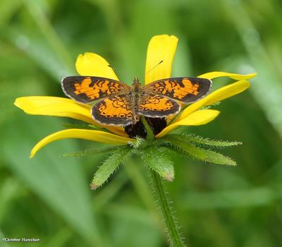 Northern crescent butterfly (<em>Phyciodes cocyta</em>)