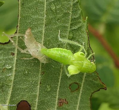Leafhopper (Gyponana)