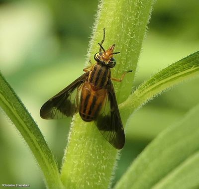 Deer fly (<em>Chrysops vittatus</em>)