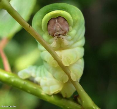 Canadian tiger swallowtail butterfly caterpillar
