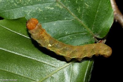 Habrosynes, Thyatirids, and Hooktips-Caterpillars (Family: Drepanidae) 6237 - 6255