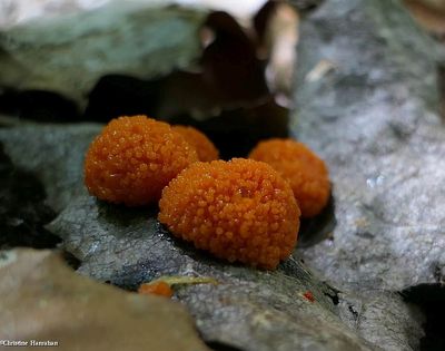 Slime mould