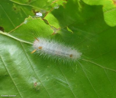 Close-banded yellowhorn moth caterpillar (<em>Colocasia propinquilinea</em>), #9185-