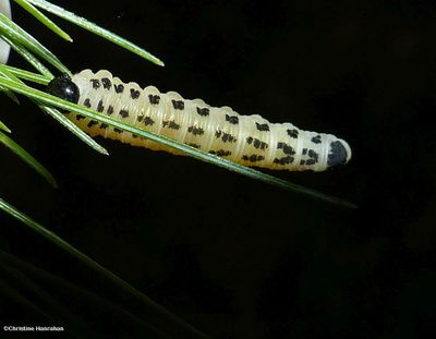 Neodiprion Sawflies