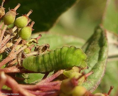 Northern azure butterfly caterpillar (<em>Celastrina lucia</em>)